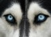 husky_eyes_by_i_run_withwolves-d4xwvxq